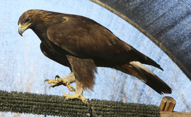 Wildlife center increasing space to aid injured eagles